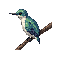 hummingbird perched