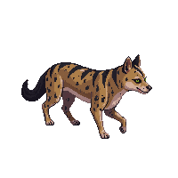 hyena walking