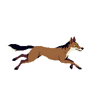 jackal running
