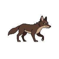 jackal walking