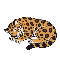 jaguar sleeping