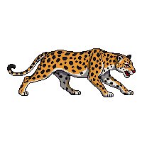 jaguar walking