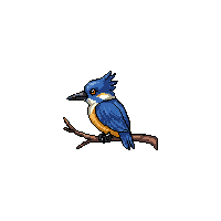 kingfisher perched