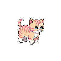 kitten walking