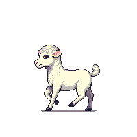 lamb walking