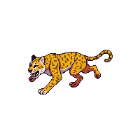 leopard running