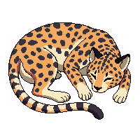 leopard sleeping