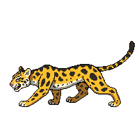 leopard walking