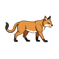lynx walking
