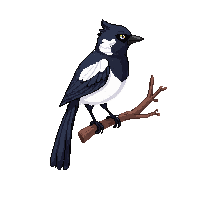 magpie perched