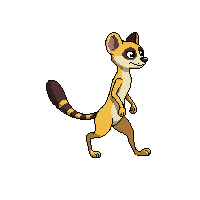 meerkat walking