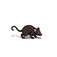 mouse walking