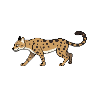 ocelot running
