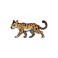 ocelot walking
