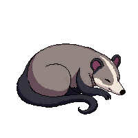 opossum sleeping
