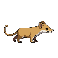 opossum walking