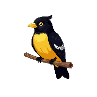 oriole perched