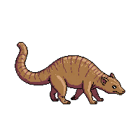 pangolin walking