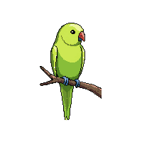 parakeet perched