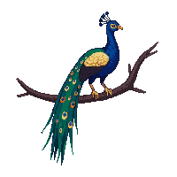 peacock perched