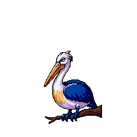 pelican perched