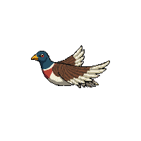 pheasant flying