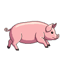 pig running