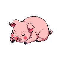 pig sleeping