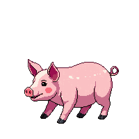 pig walking