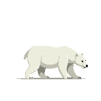 polar bear walking