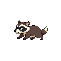 raccoon running