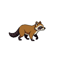 raccoon walking