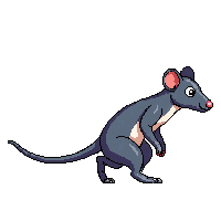 rat walking