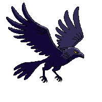 raven flying
