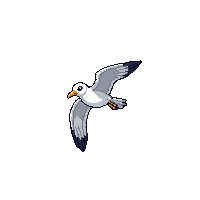 seagull flying
