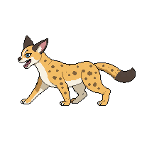 serval walking