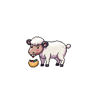 sheep eating