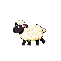 sheep walking