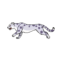 snow leopard running