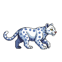 snow leopard walking