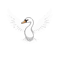 swan flying