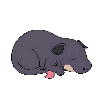 tapir sleeping