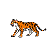 tiger walking