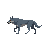 wolf walking