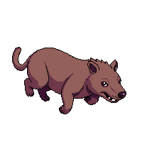 wombat running