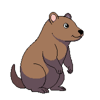 wombat sitting