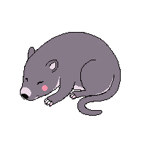 wombat sleeping