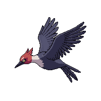 woodpecker flying