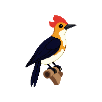 woodpecker perched