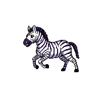 zebra running